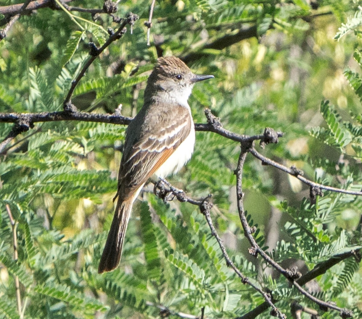 Ash-throated Flycatcher - ML582265721