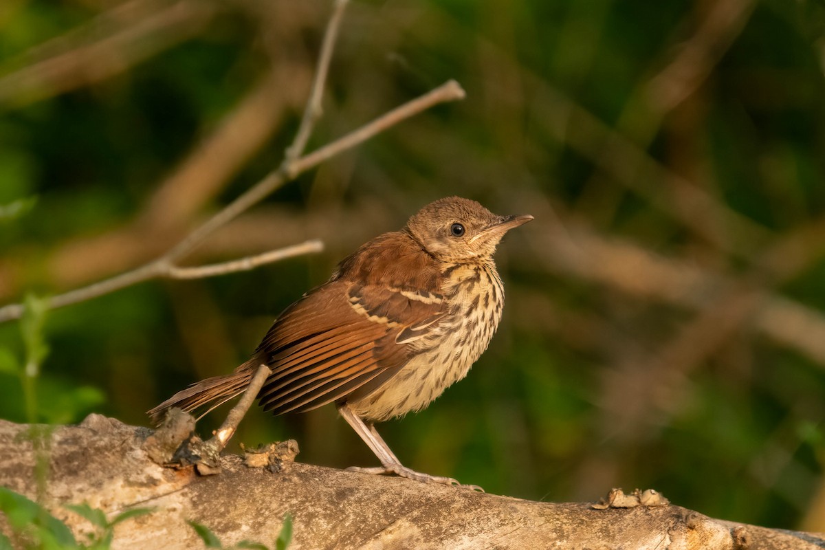 Brown Thrasher - ML582267401