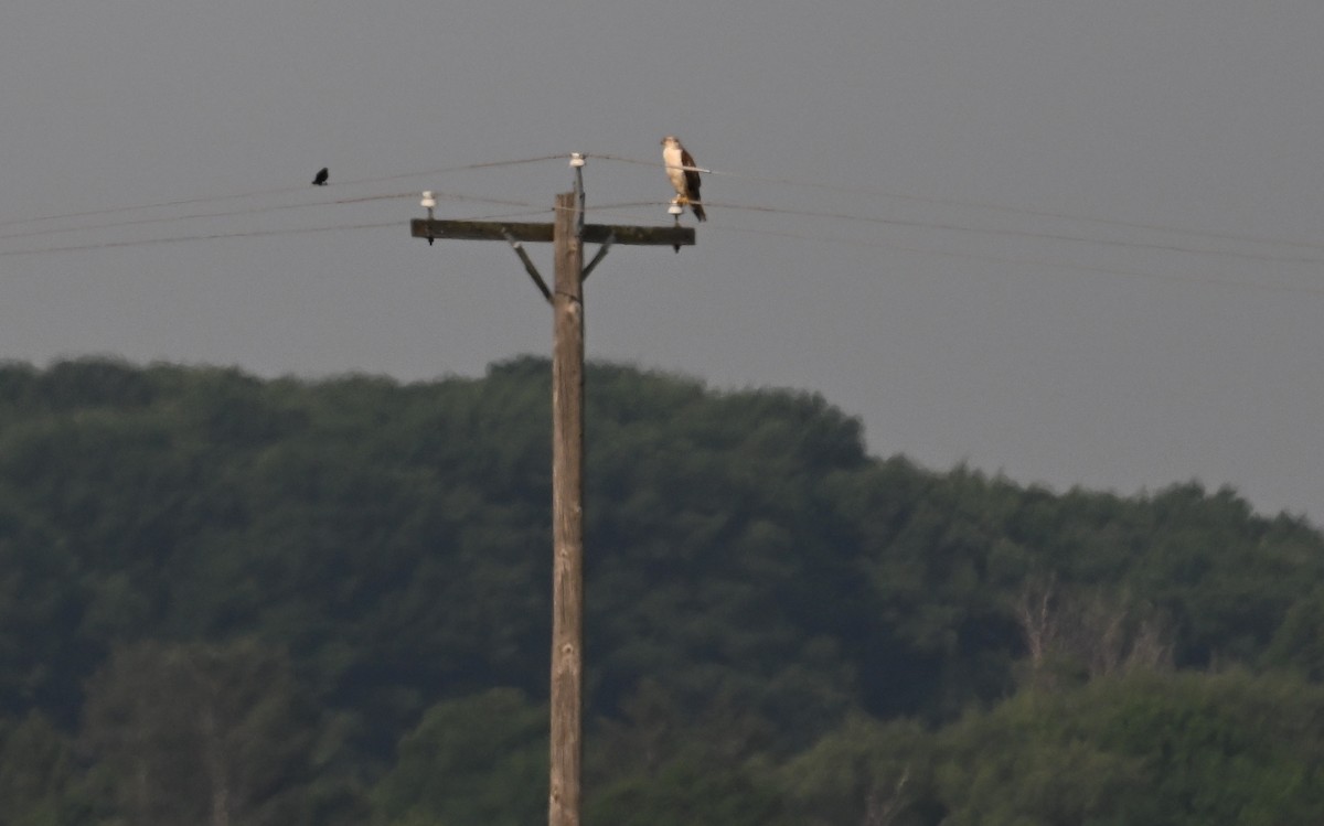 Ferruginous Hawk - ML582268451