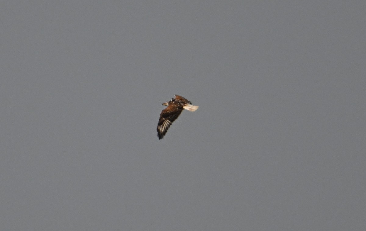 Ferruginous Hawk - ML582268461