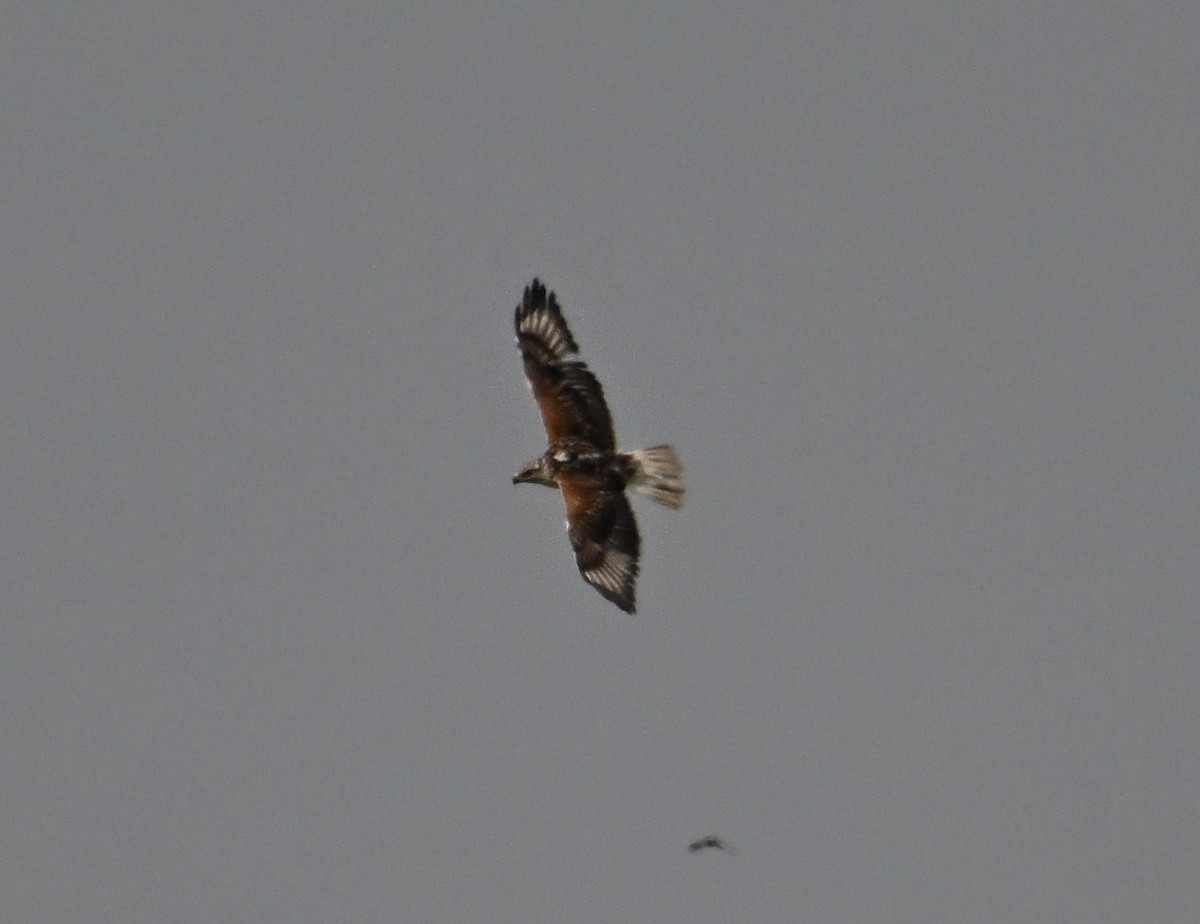 Ferruginous Hawk - ML582268471