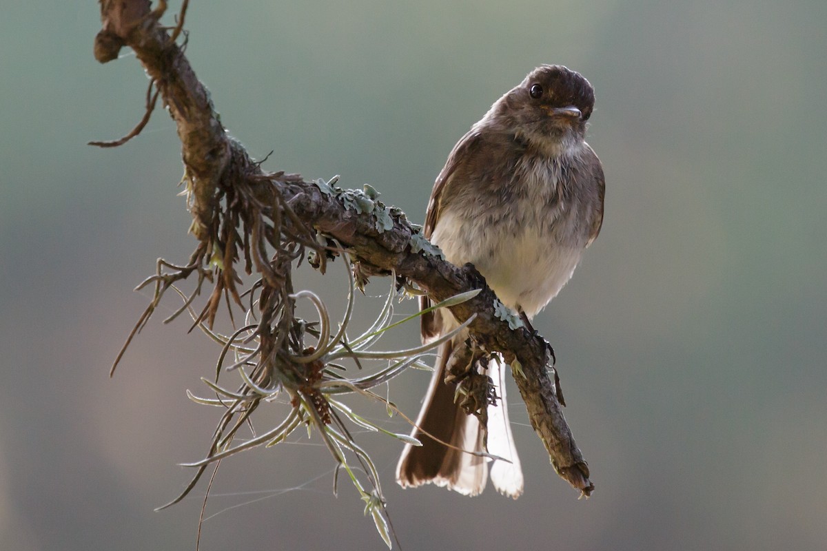 Eastern Phoebe - Tara Randle