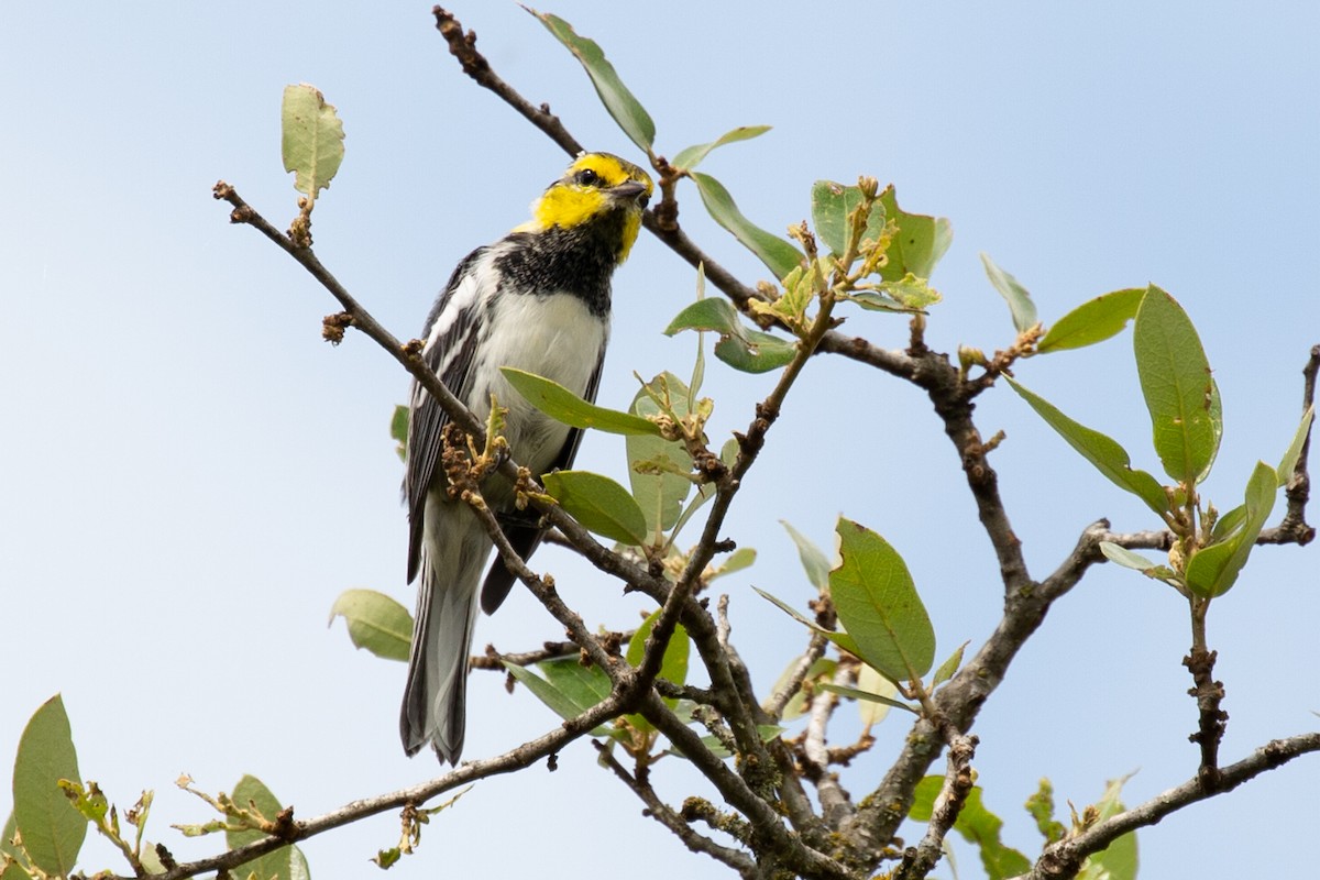 Golden-cheeked Warbler - Tara Randle