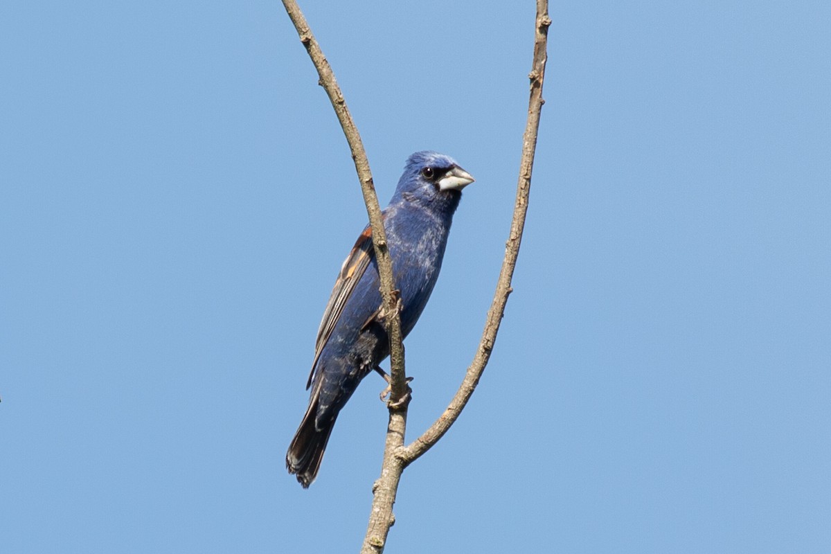 Guiraca bleu - ML582268851