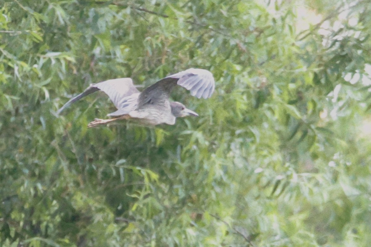 Yellow-crowned Night Heron - ML582269101