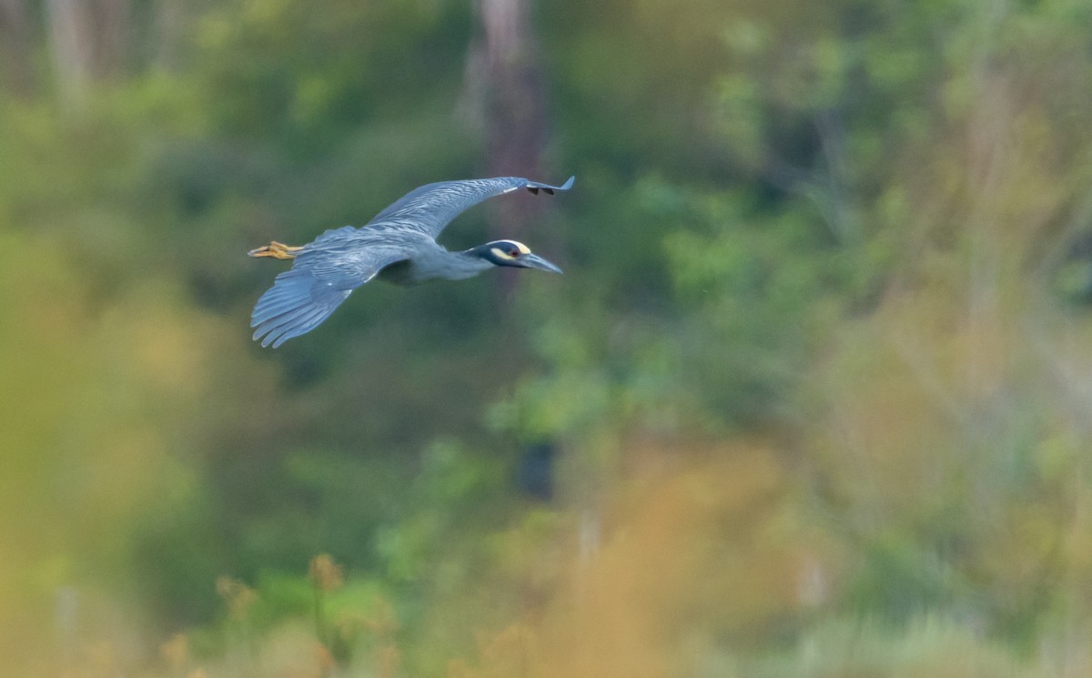 Yellow-crowned Night Heron - ML582269121