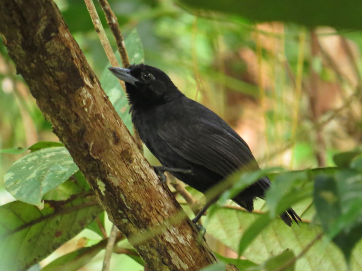 Black Bushbird - Tomaz Melo