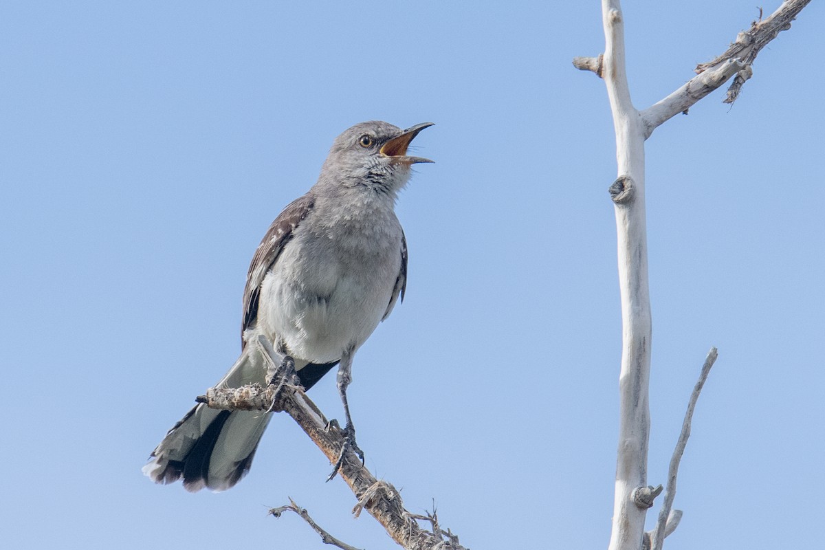 Northern Mockingbird - ML582269541