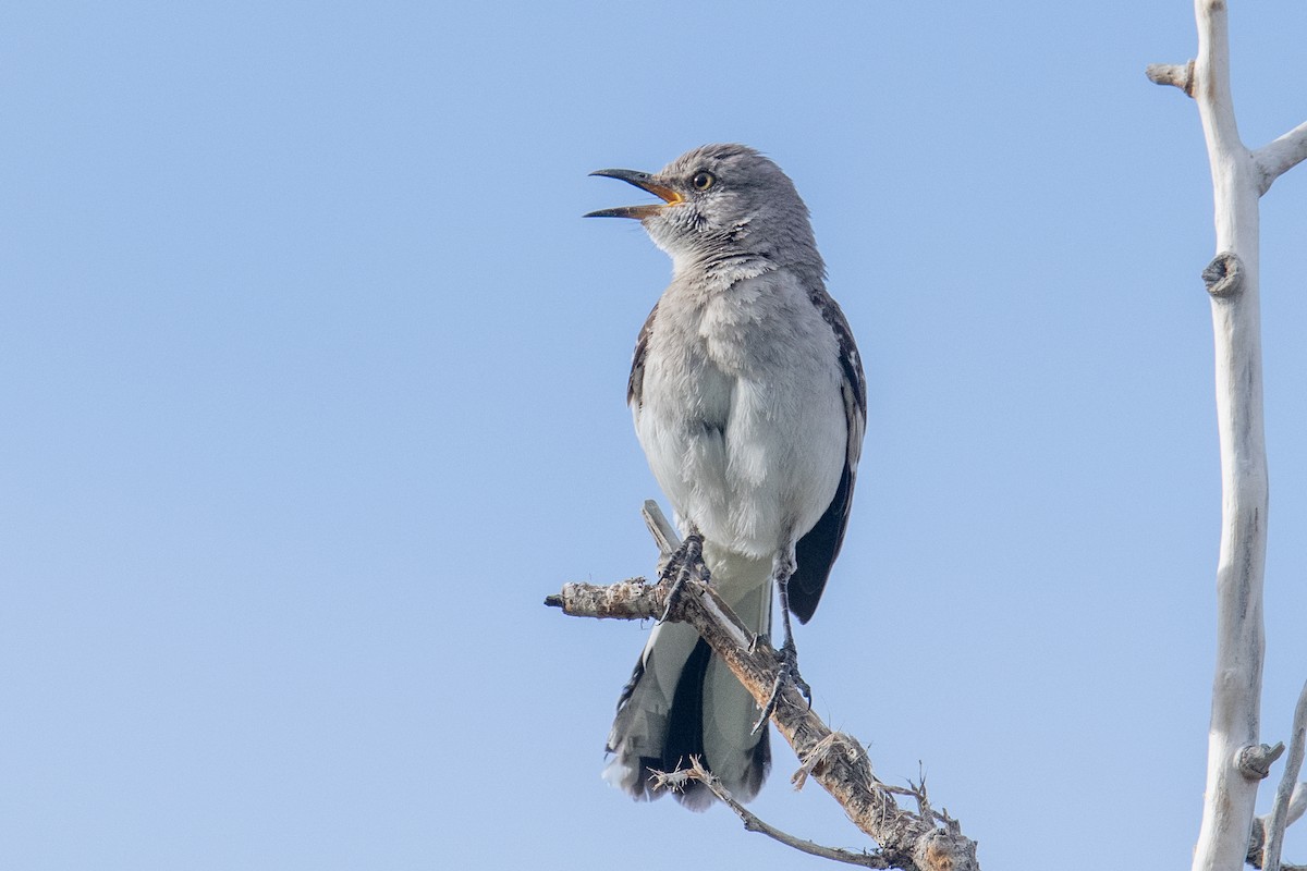 Northern Mockingbird - ML582269561