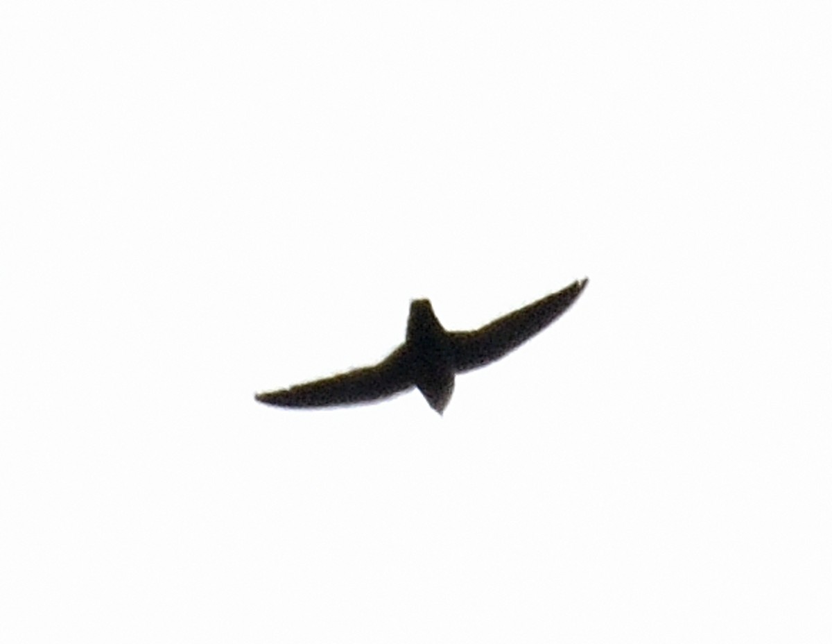 Chimney Swift - ML582269901