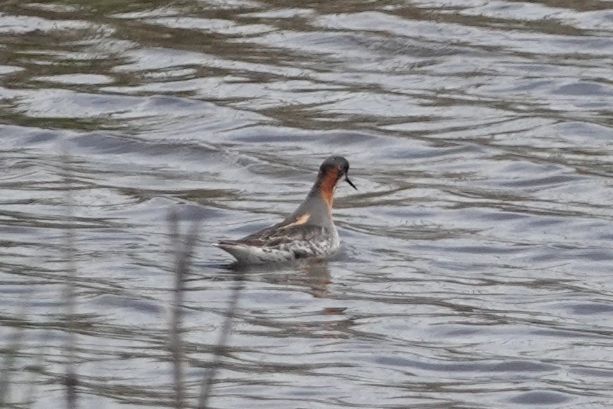 Red-necked Phalarope - ML582271011