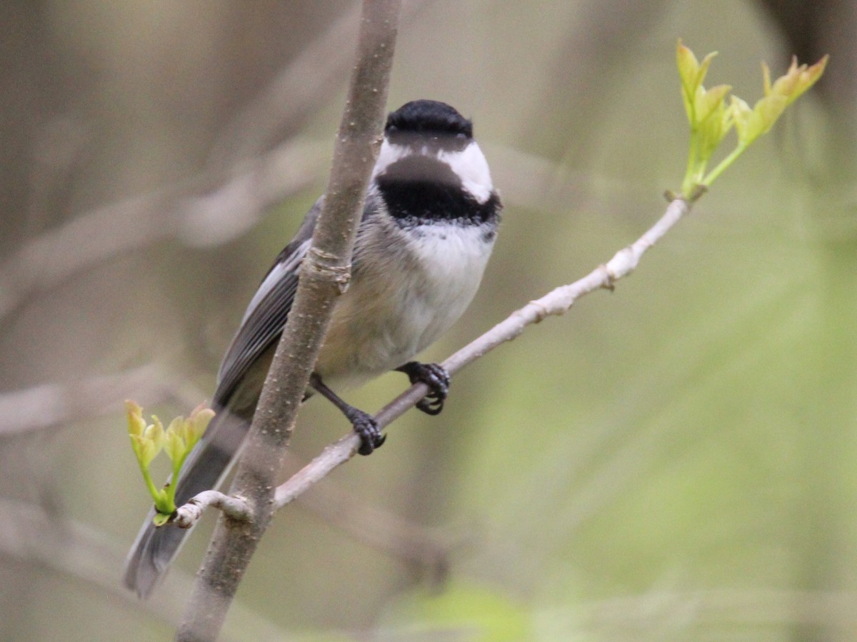 Black-capped Chickadee - ML582271041