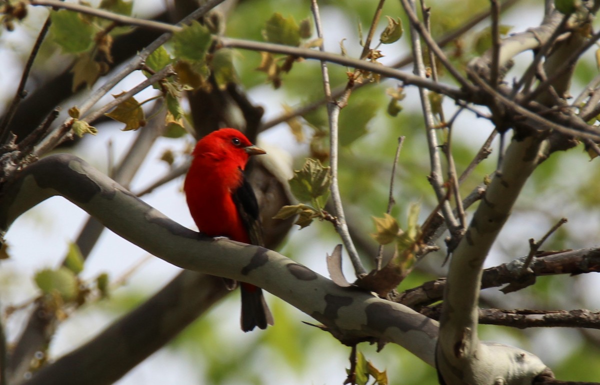 Scarlet Tanager - ML582271171