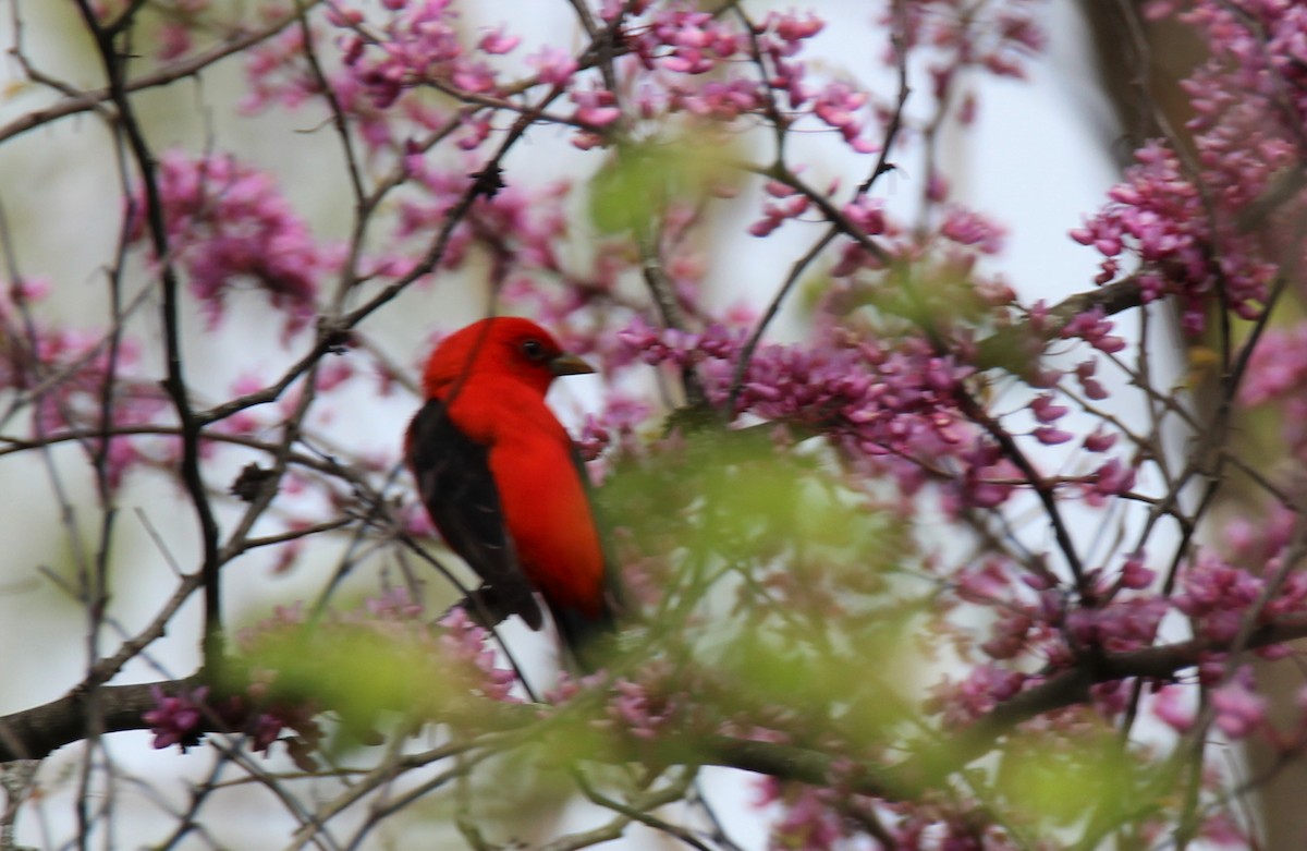 Scarlet Tanager - ML582271181