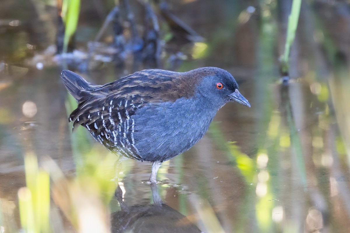 Dot-winged Crake - ML582271471