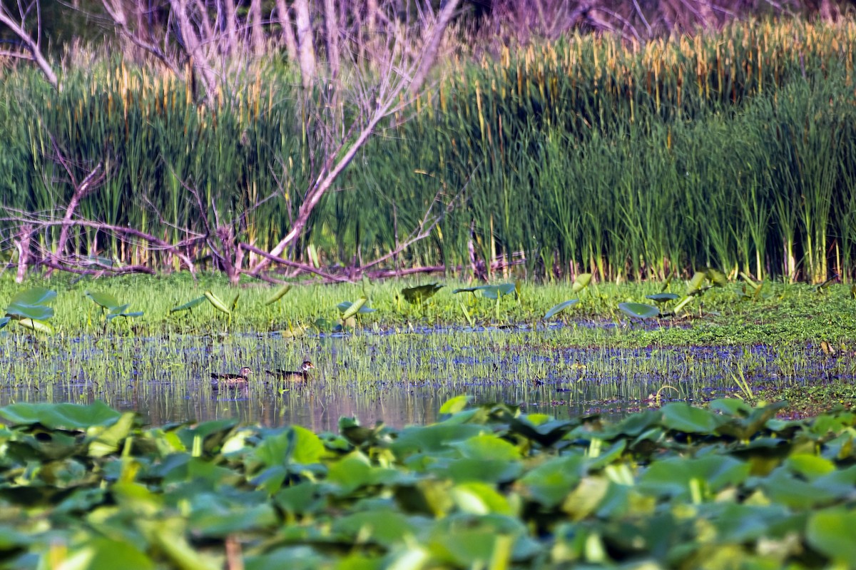 Wood Duck - ML582272311