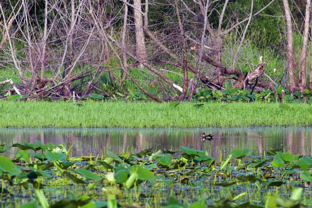 Wood Duck - ML582272321