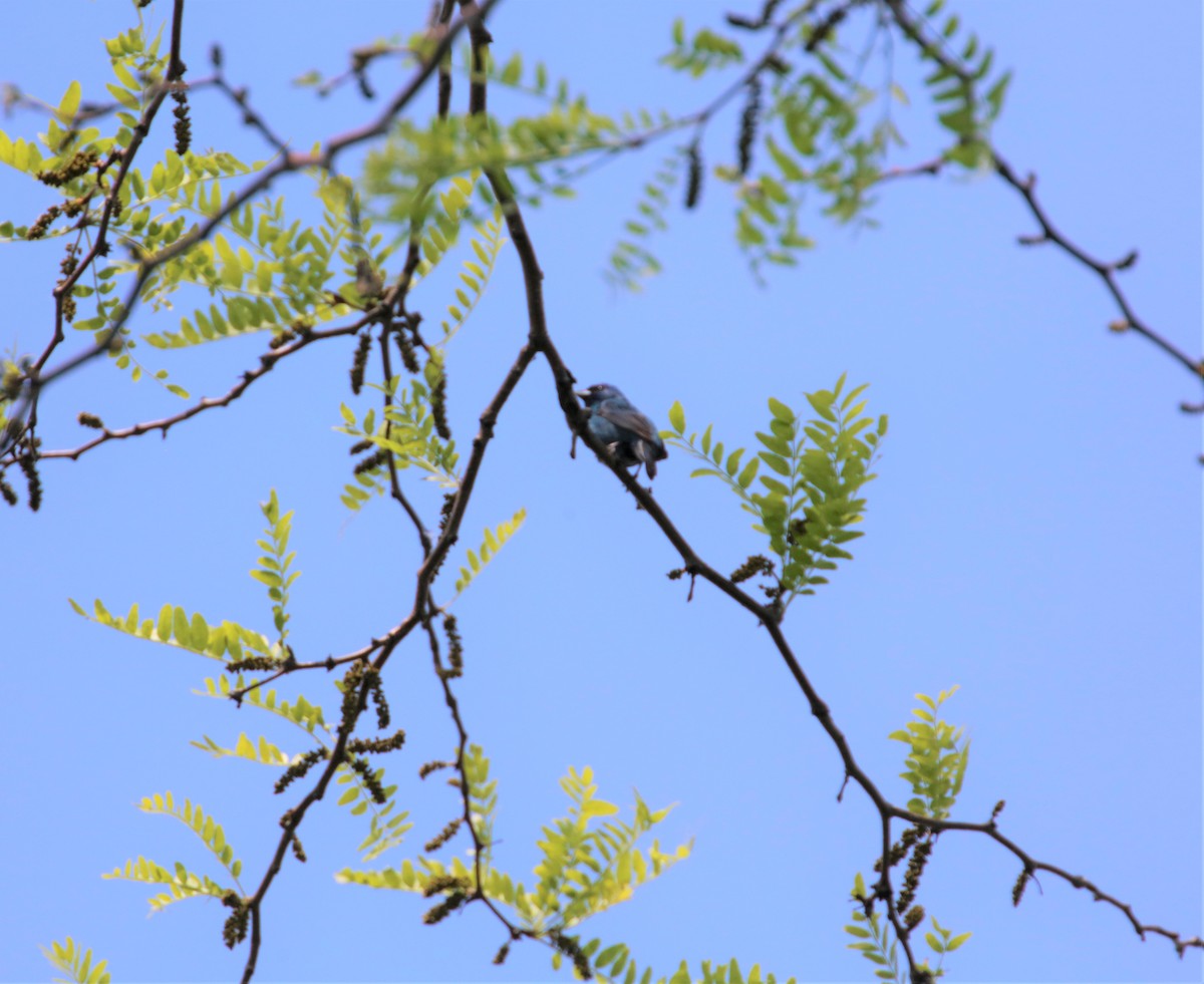 Indigo Bunting - ML582273451
