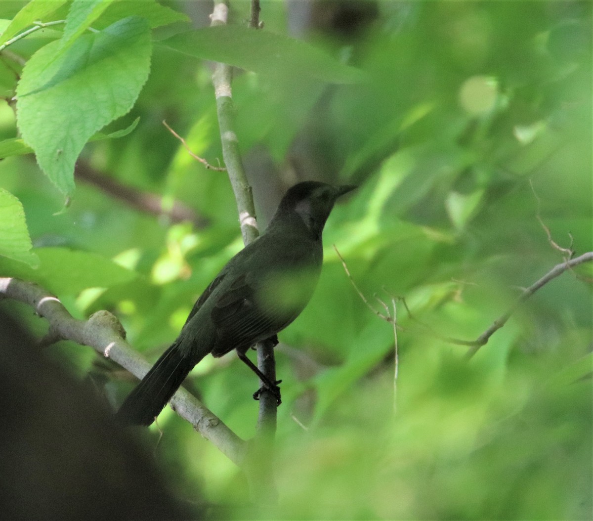 Gray Catbird - ML582273871