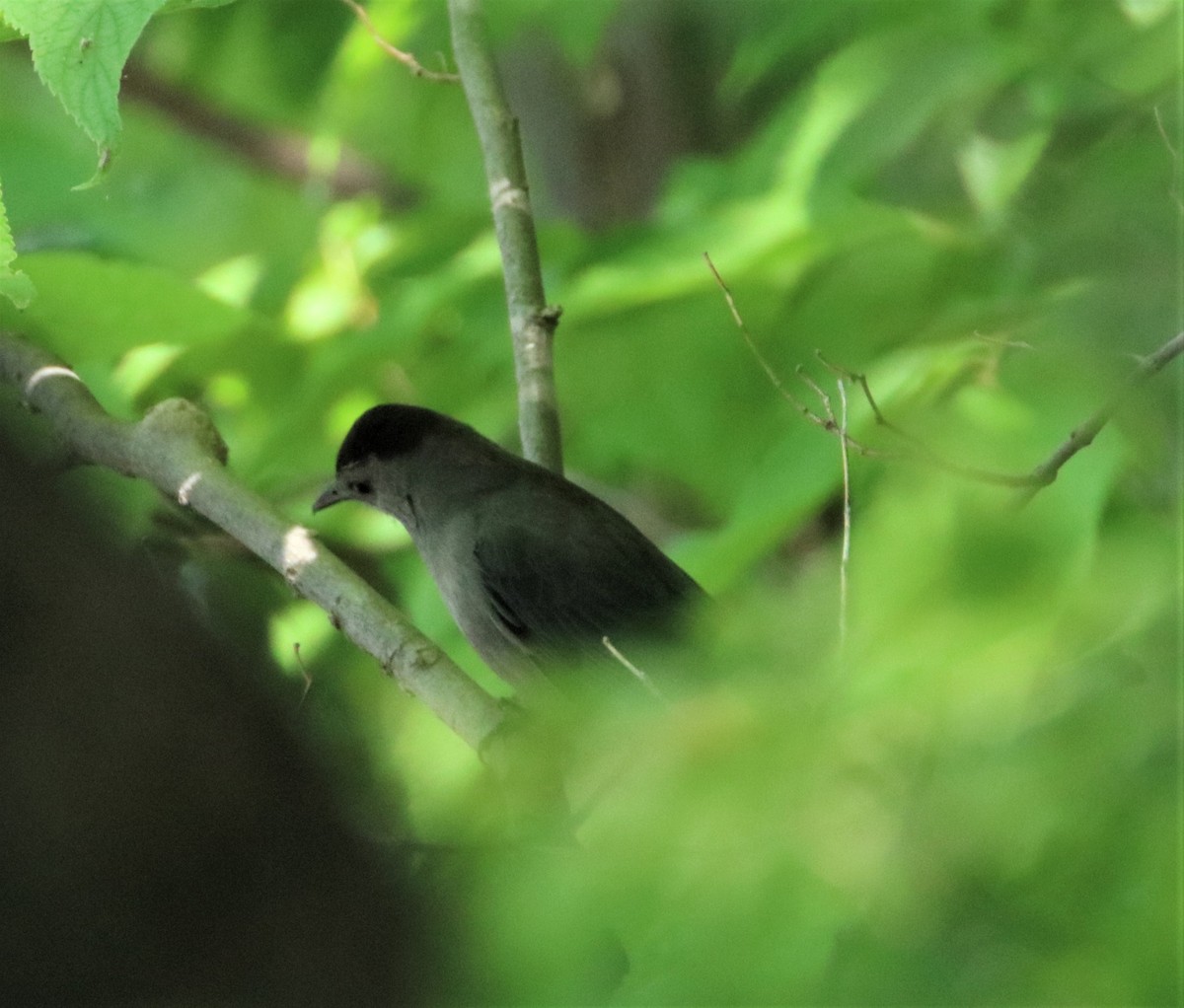 Gray Catbird - ML582273991