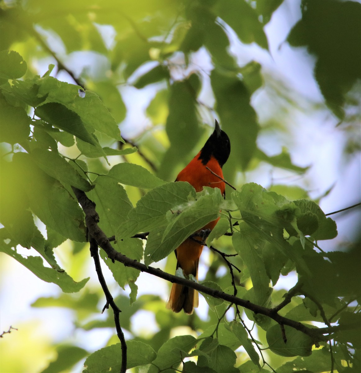 Baltimore Oriole - ML582274231