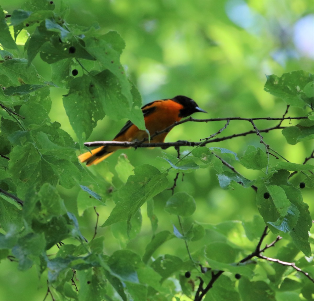 Baltimore Oriole - ML582274351