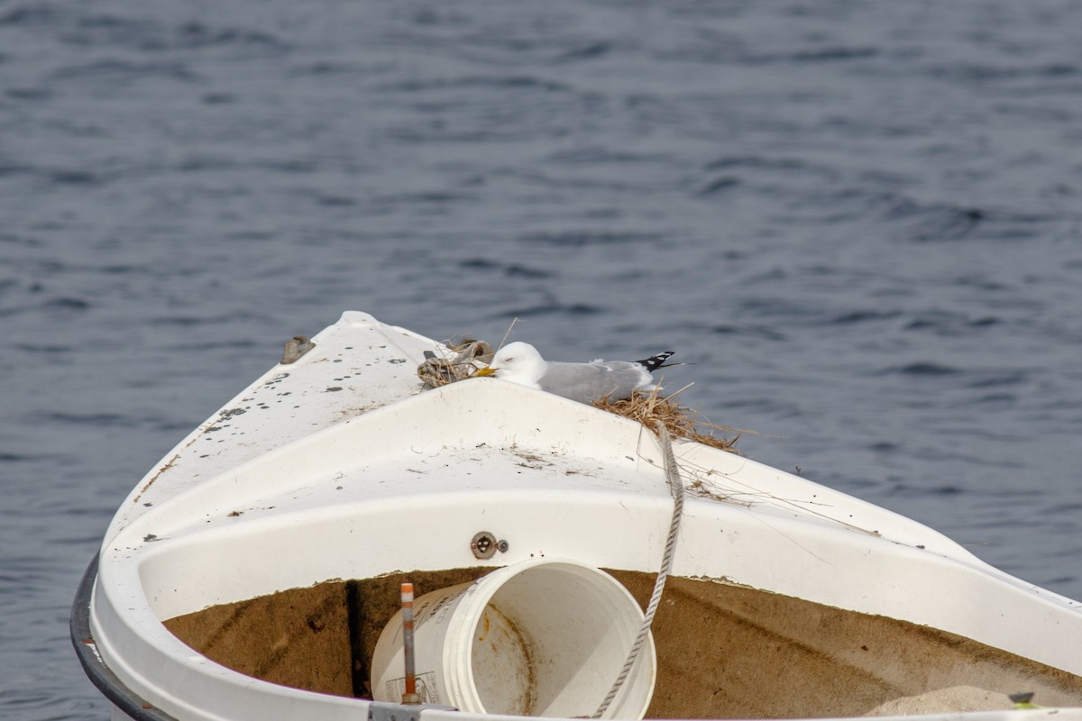 Common Gull (European) - ML582274551