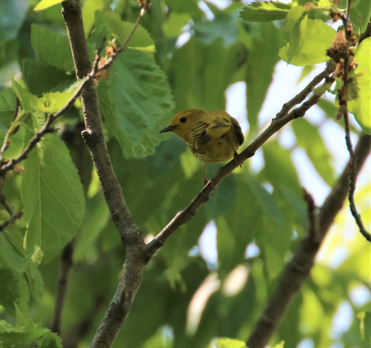 Yellow Warbler - ML582274751