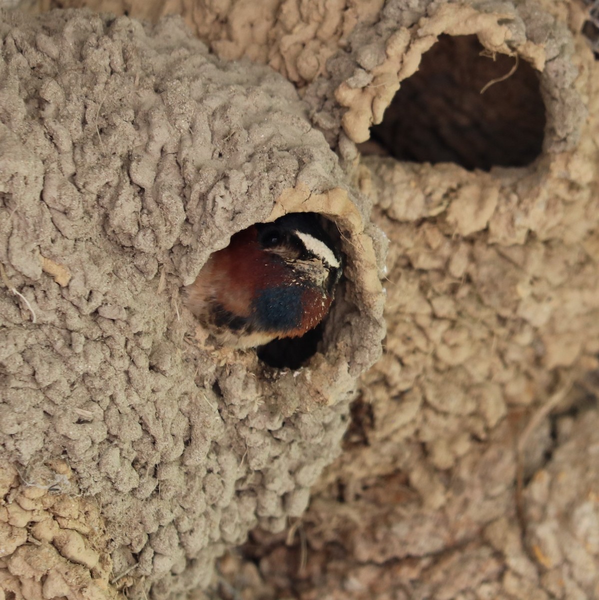 Cliff Swallow - ML58227491