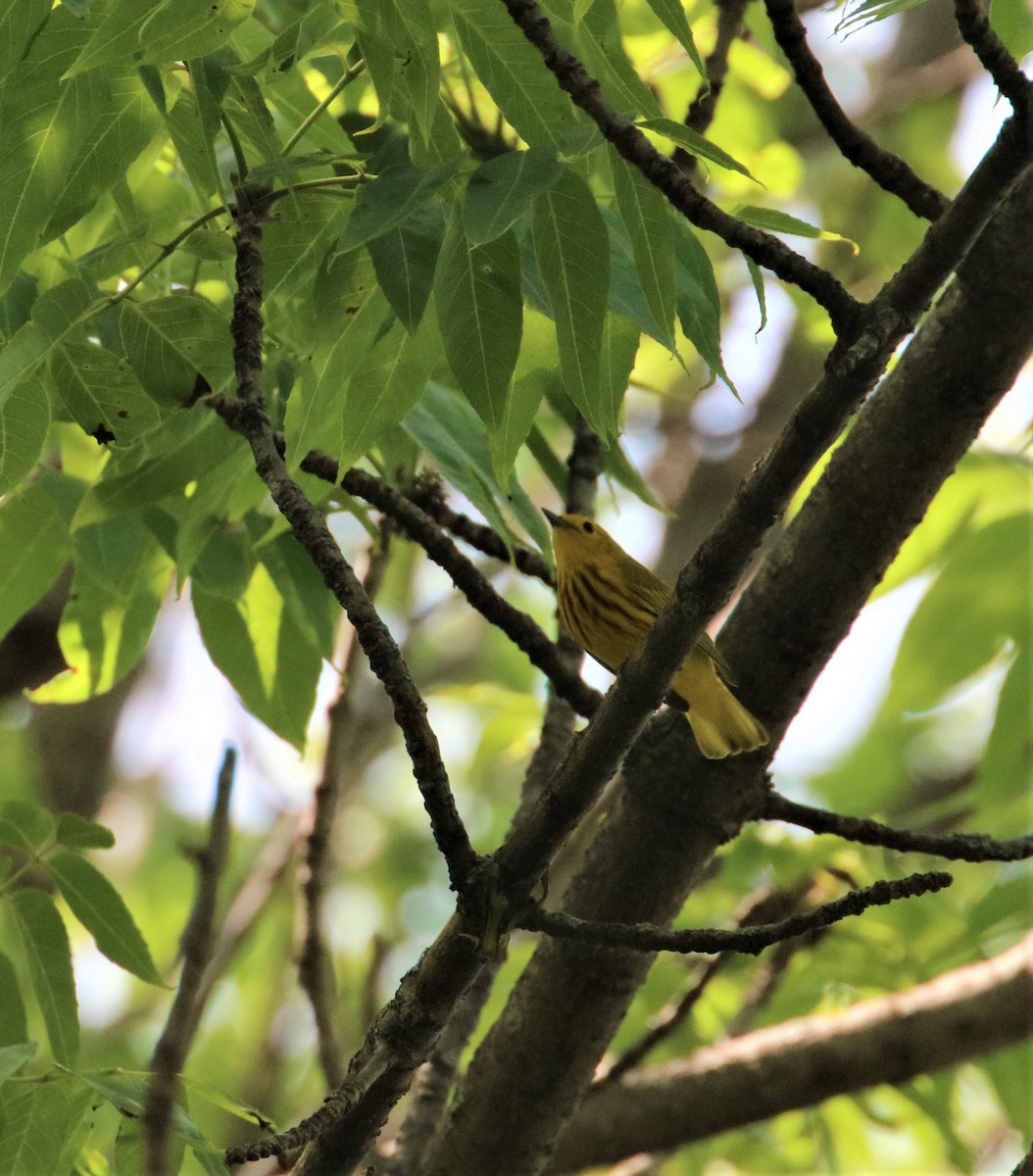 Yellow Warbler - ML582274991
