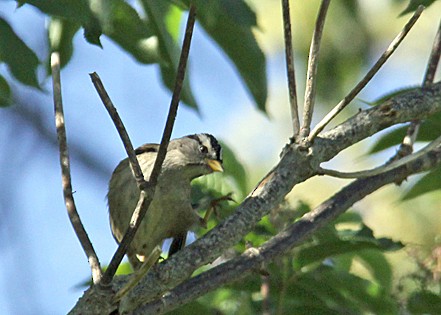 White-crowned Sparrow - ML582275241