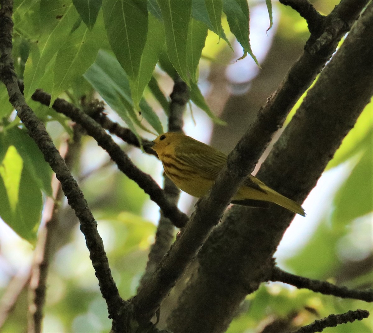 Yellow Warbler - ML582275301