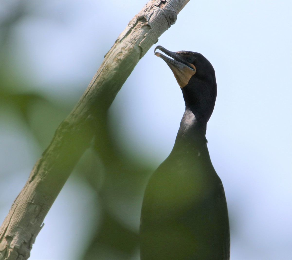 Double-crested Cormorant - ML582275561