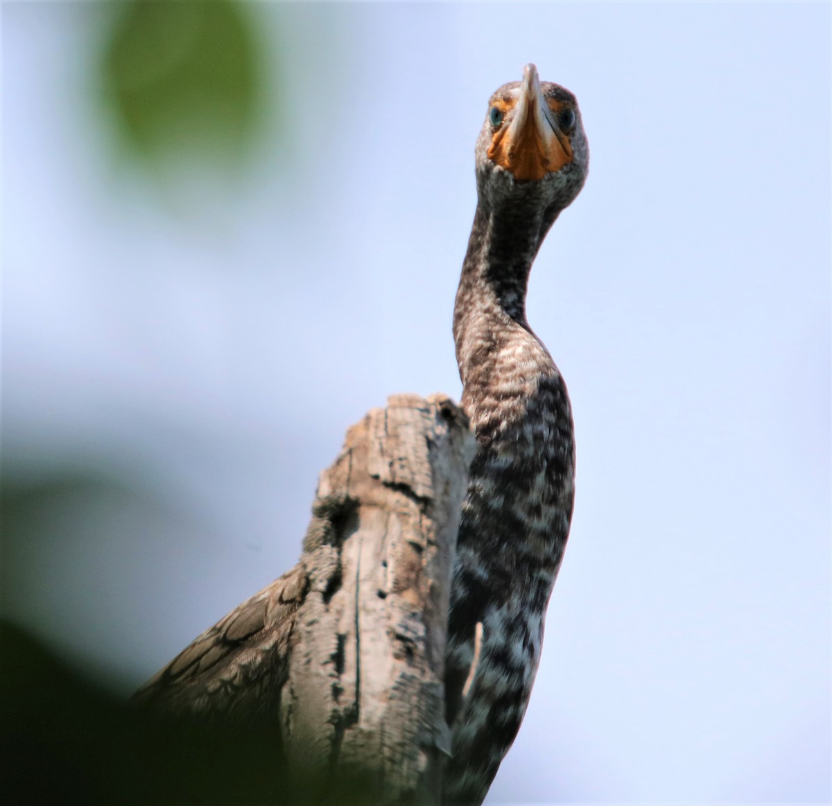 Double-crested Cormorant - ML582275751