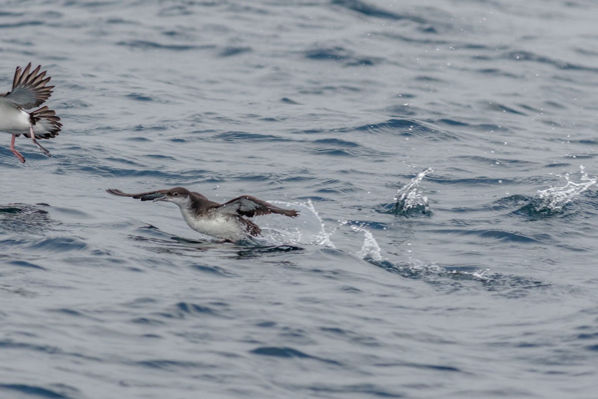 Manx Shearwater - Iain Robson