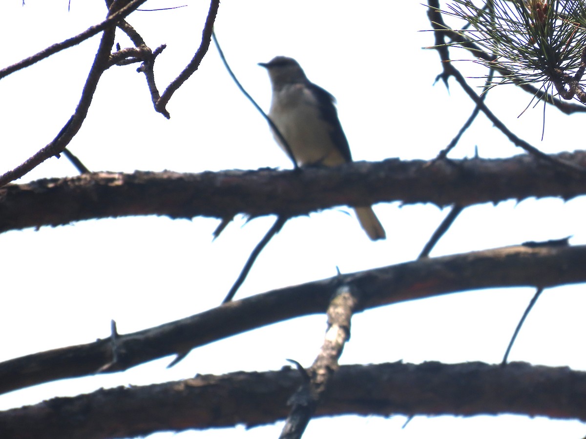 Northern Mockingbird - ML582276341