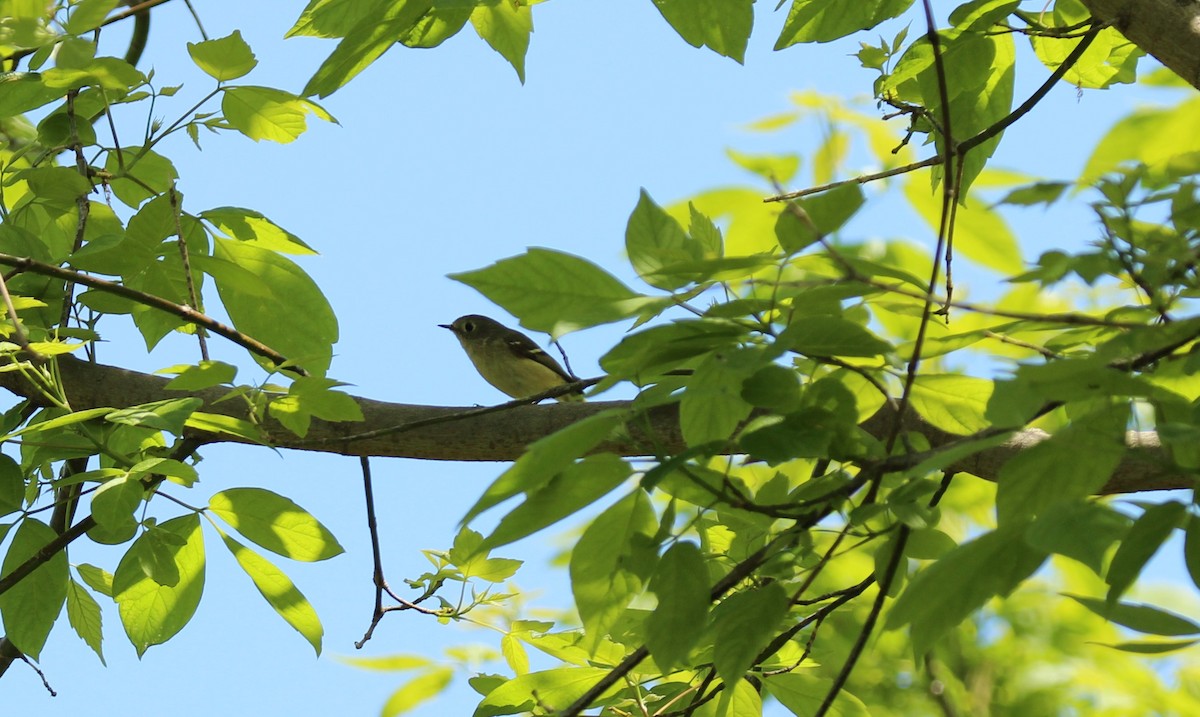 Ruby-crowned/Golden-crowned Kinglet - ML582276521