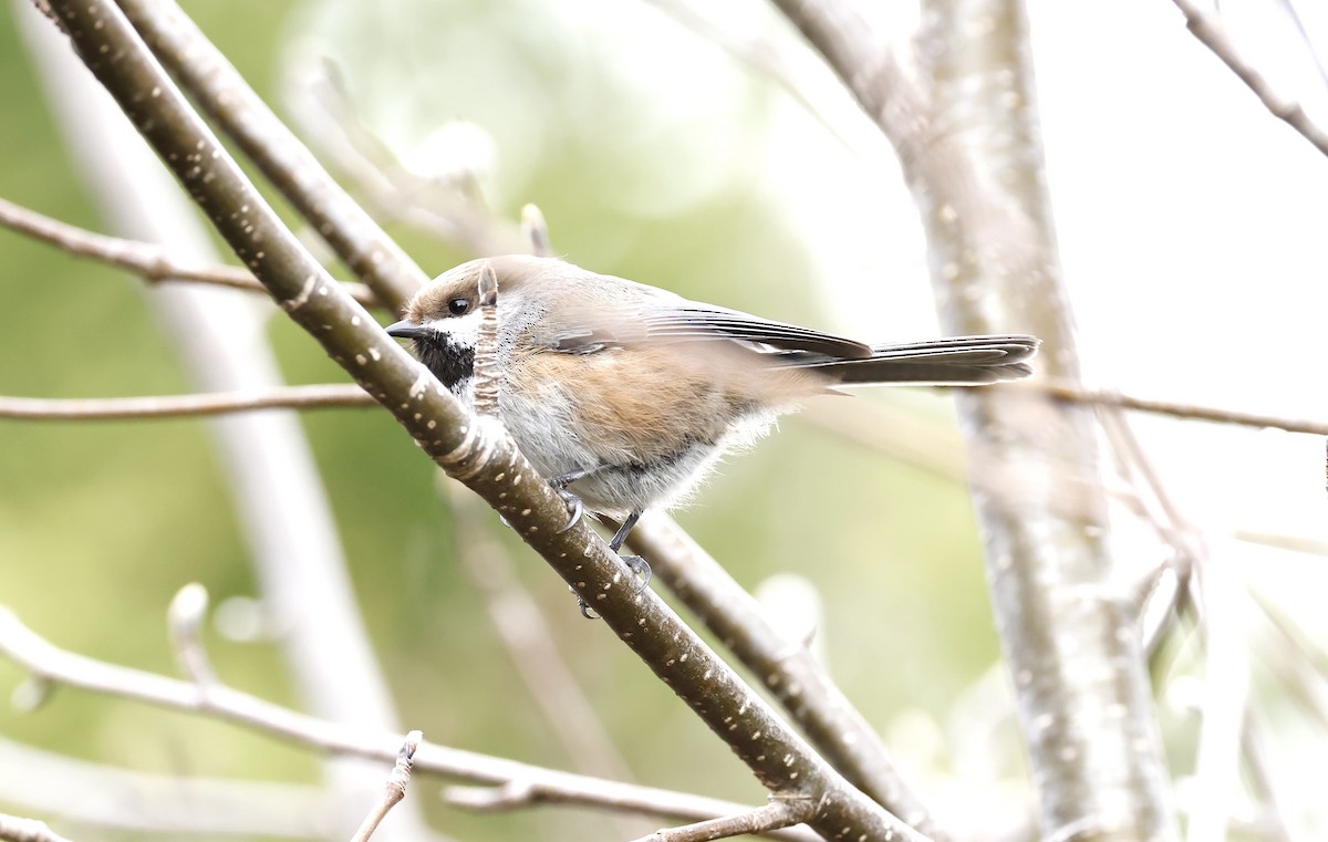 Mésange à tête brune - ML582276931