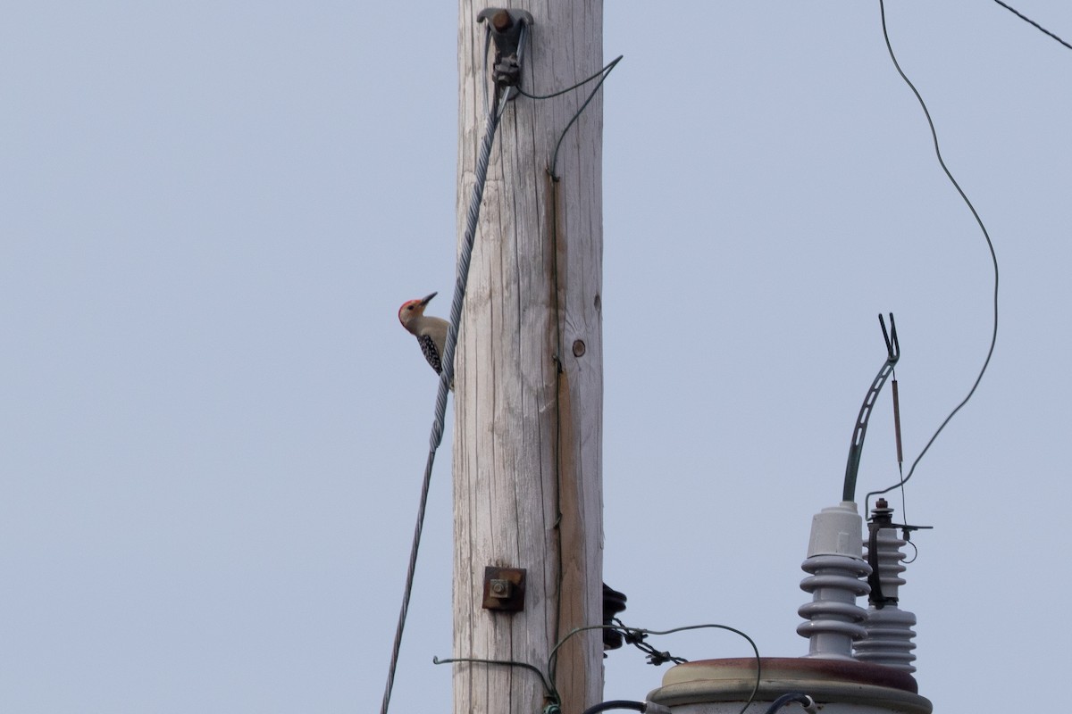 Red-bellied Woodpecker - ML582277001