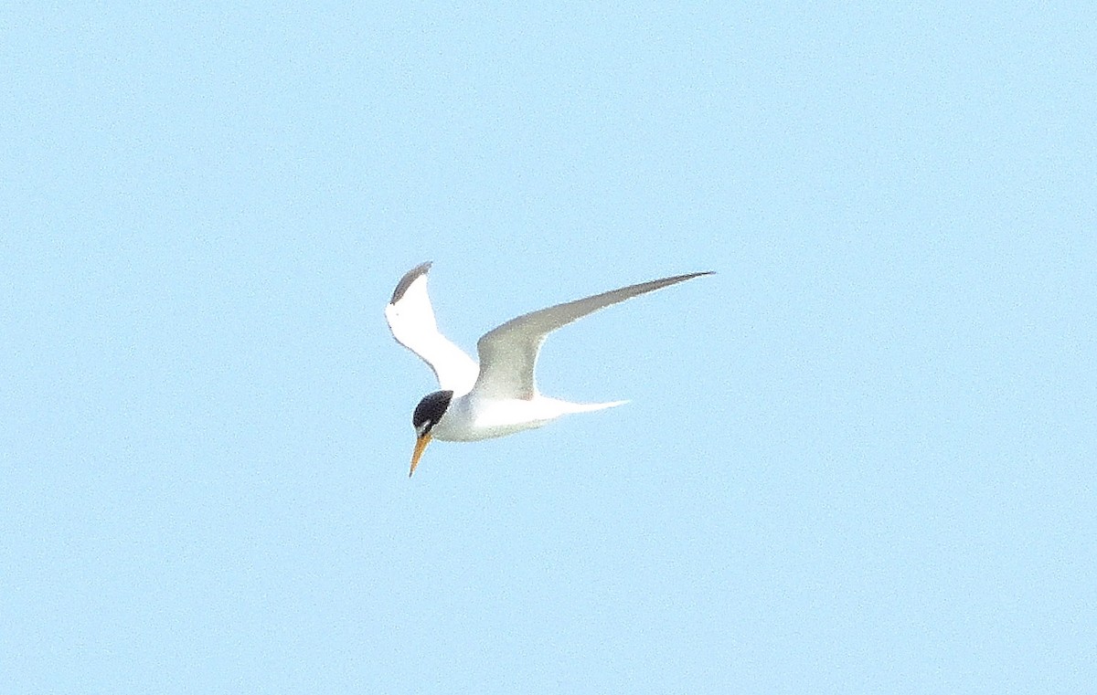 Least Tern - Bernard Tremblay