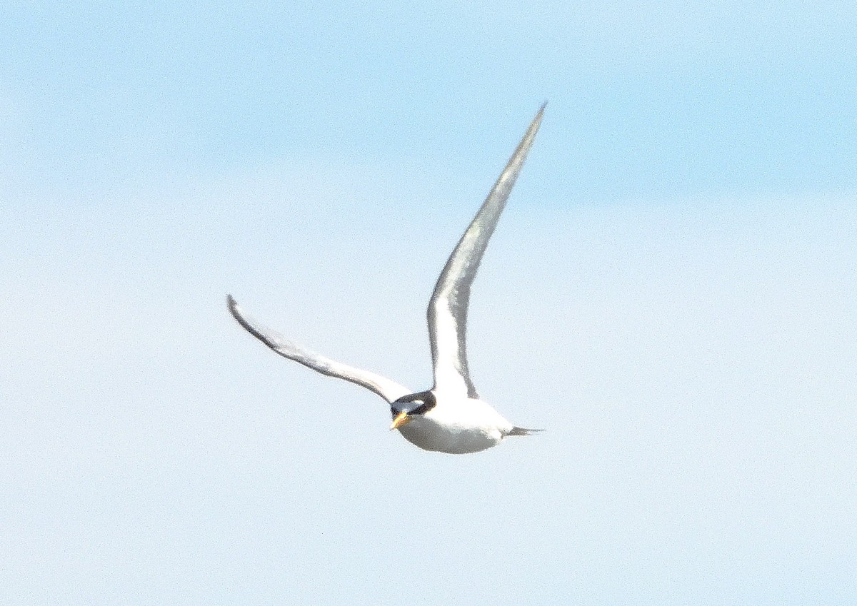 Least Tern - Bernard Tremblay