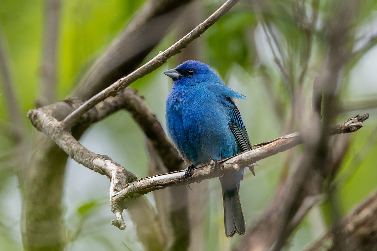 Indigo Bunting - ML582277601