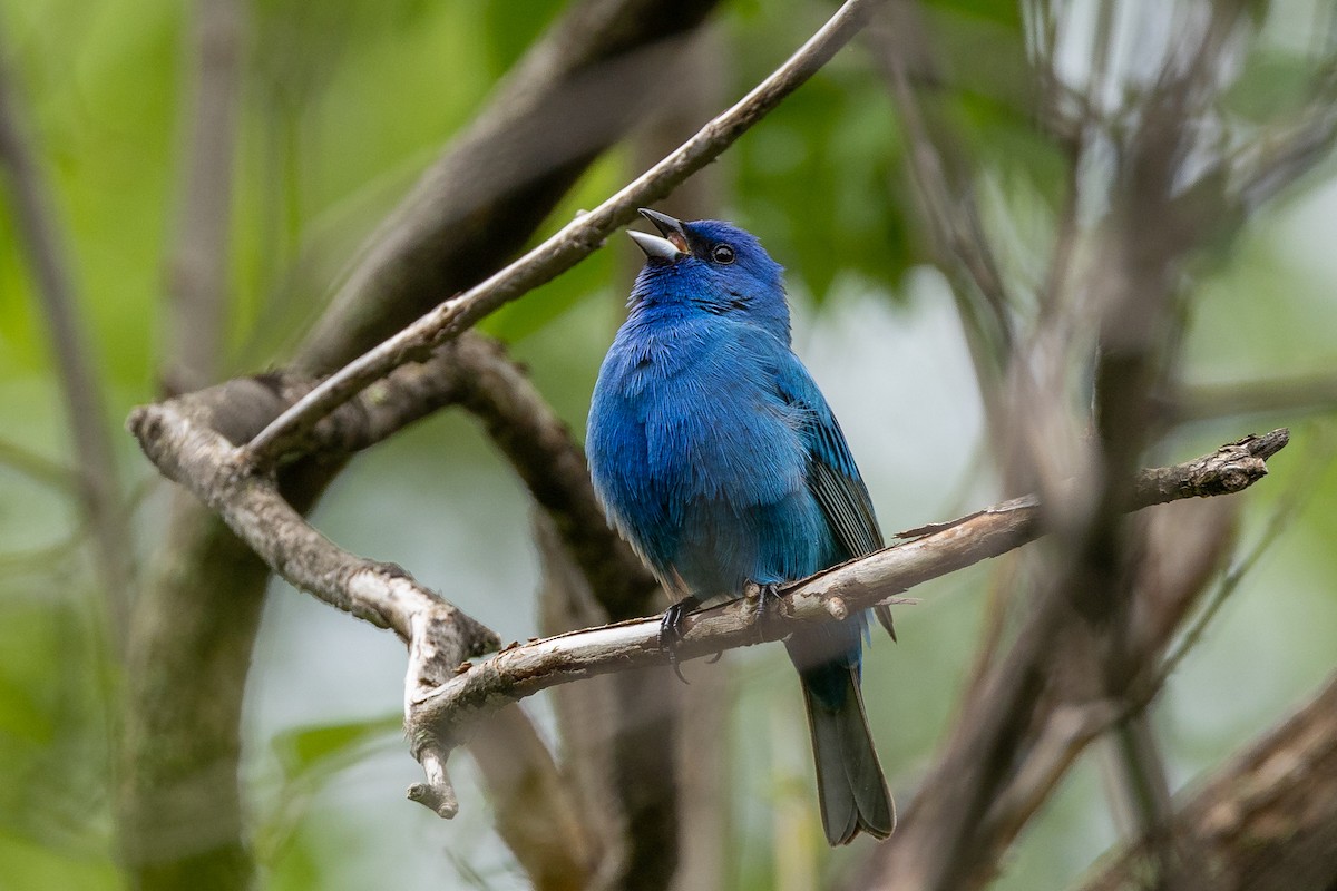 Indigo Bunting - ML582277661