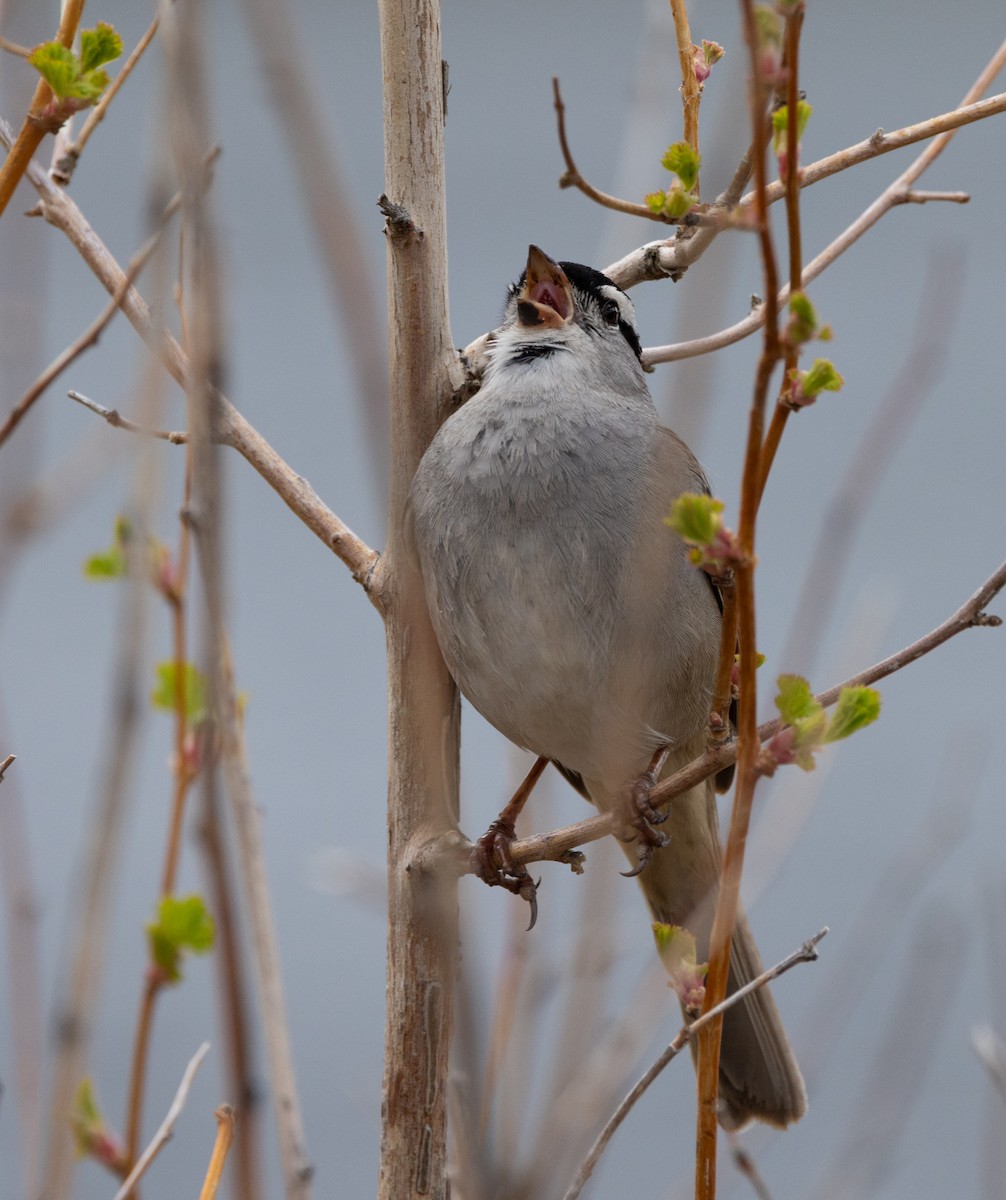 White-crowned Sparrow - ML582278371