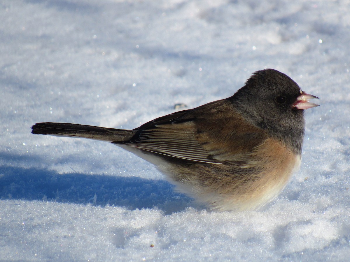 Dark-eyed Junco (Oregon) - ML58227851