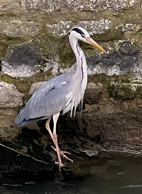 Gray Heron - ML582279561