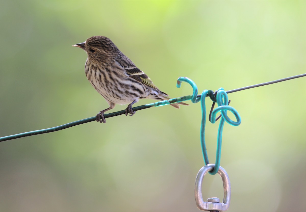 Pine Siskin - ML582280401