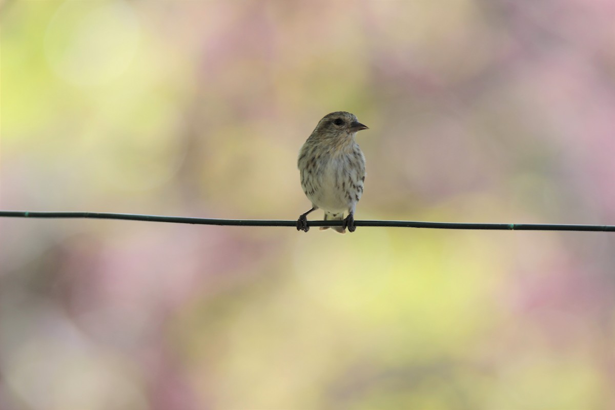 Pine Siskin - ML582280411