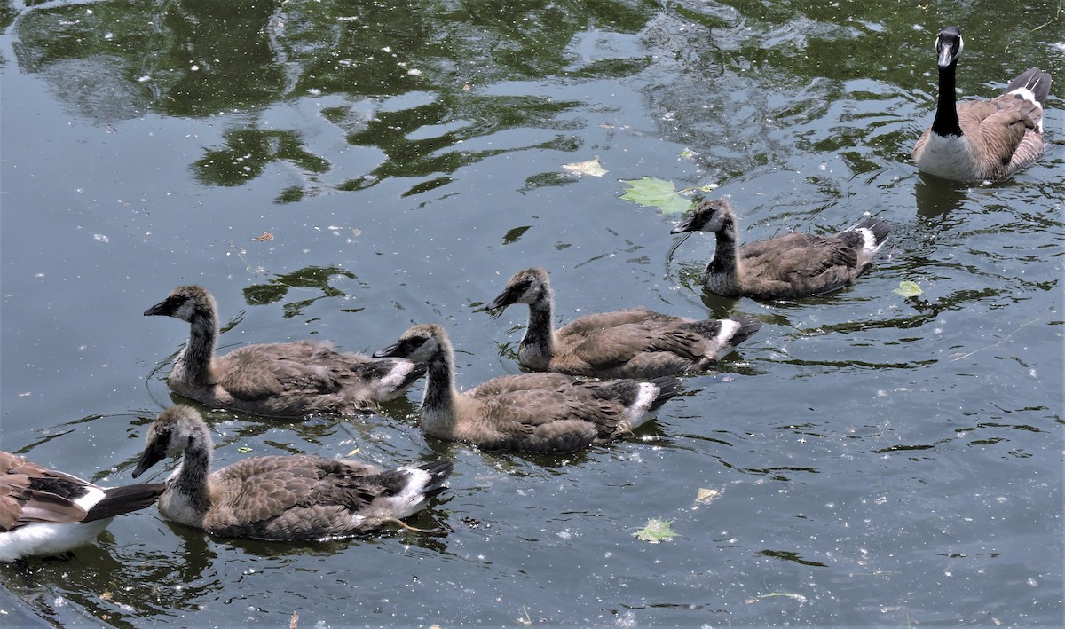 Canada Goose - ML582280761