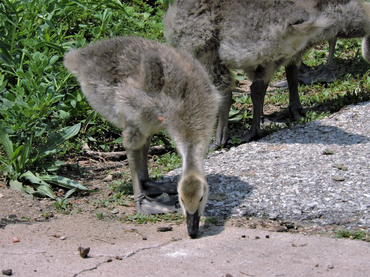 Canada Goose - ML582280901